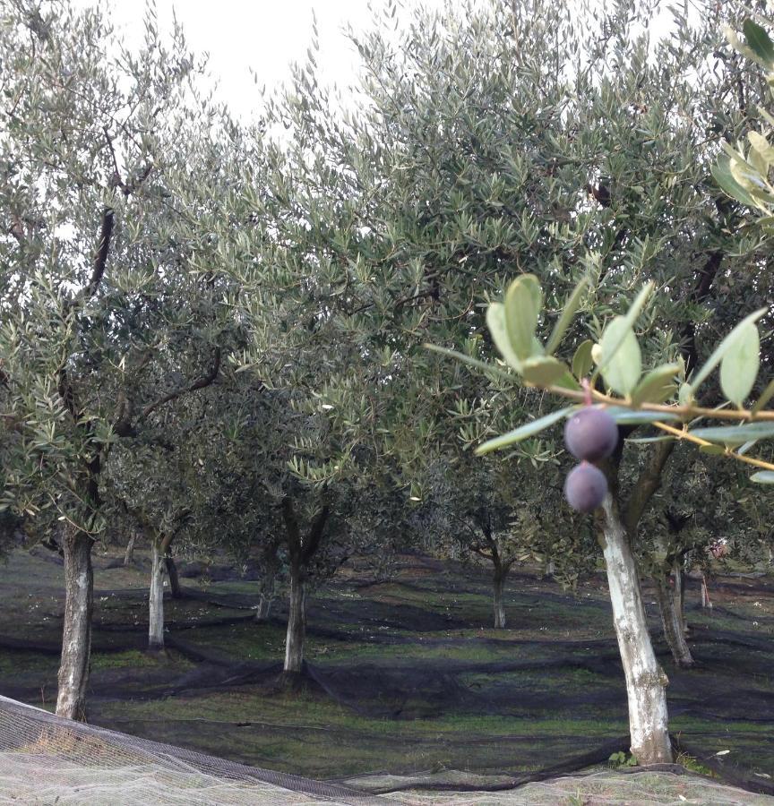 Agrialpi By Salfrutta Bed & Breakfast Bricherasio Exterior foto